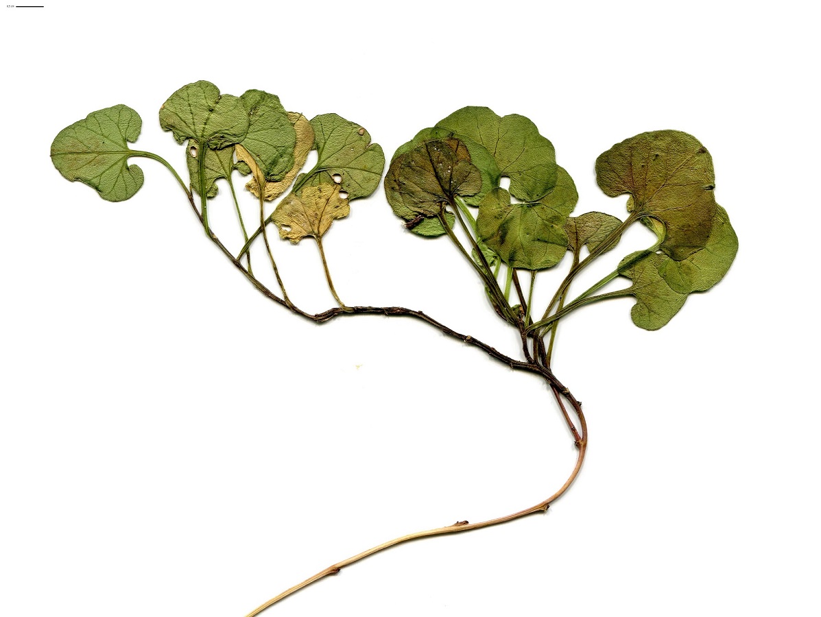 Convolvulus soldanella (Convolvulaceae)